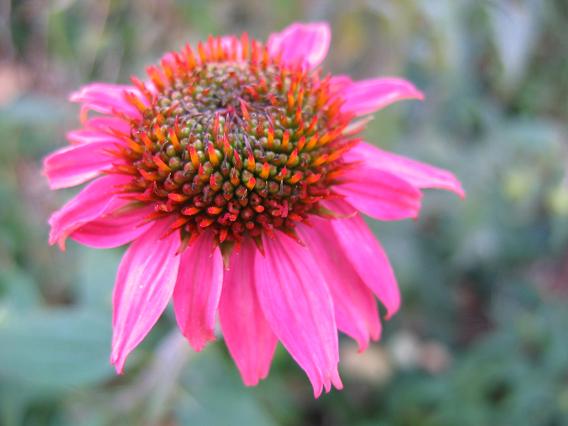 Winter flowers